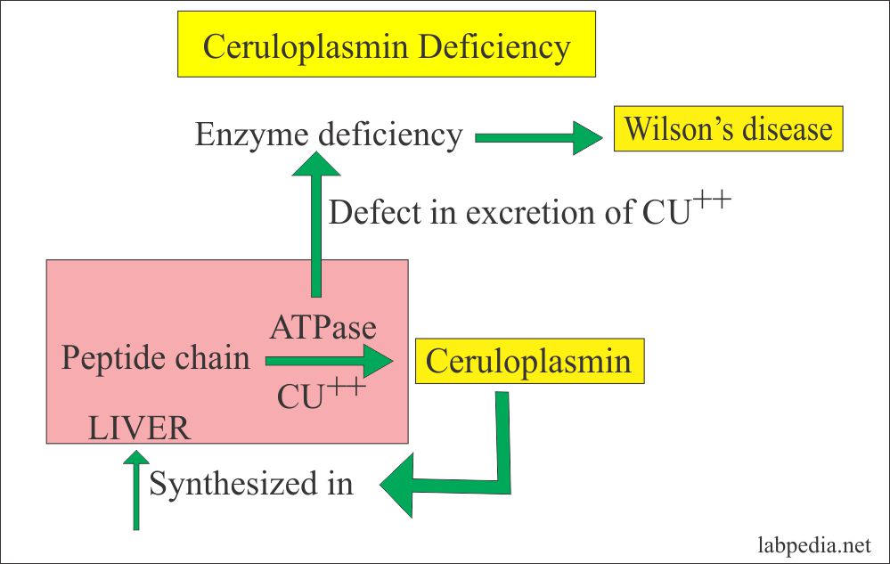 Acute Phase Protein – Part 2 – Ceruloplasmin