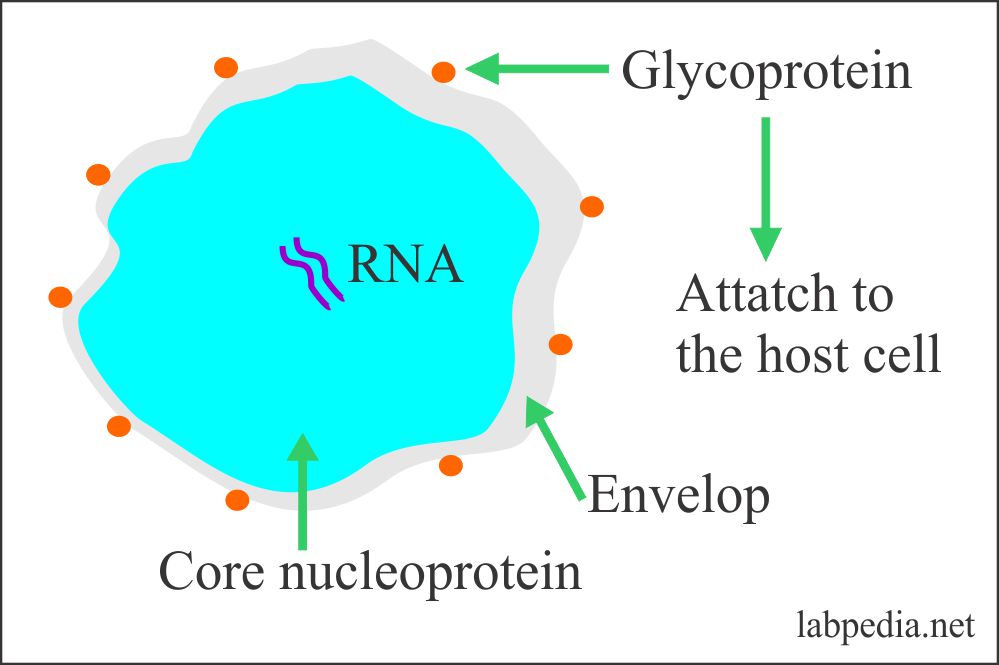 Coronavirus updates part 2