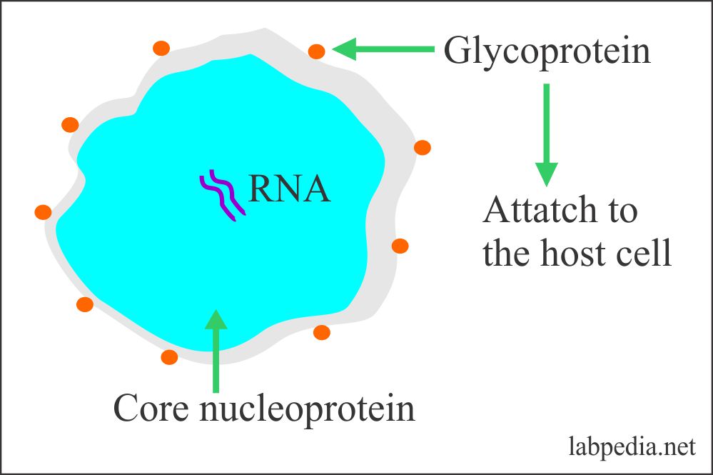 Coronavirus Updates Part 1