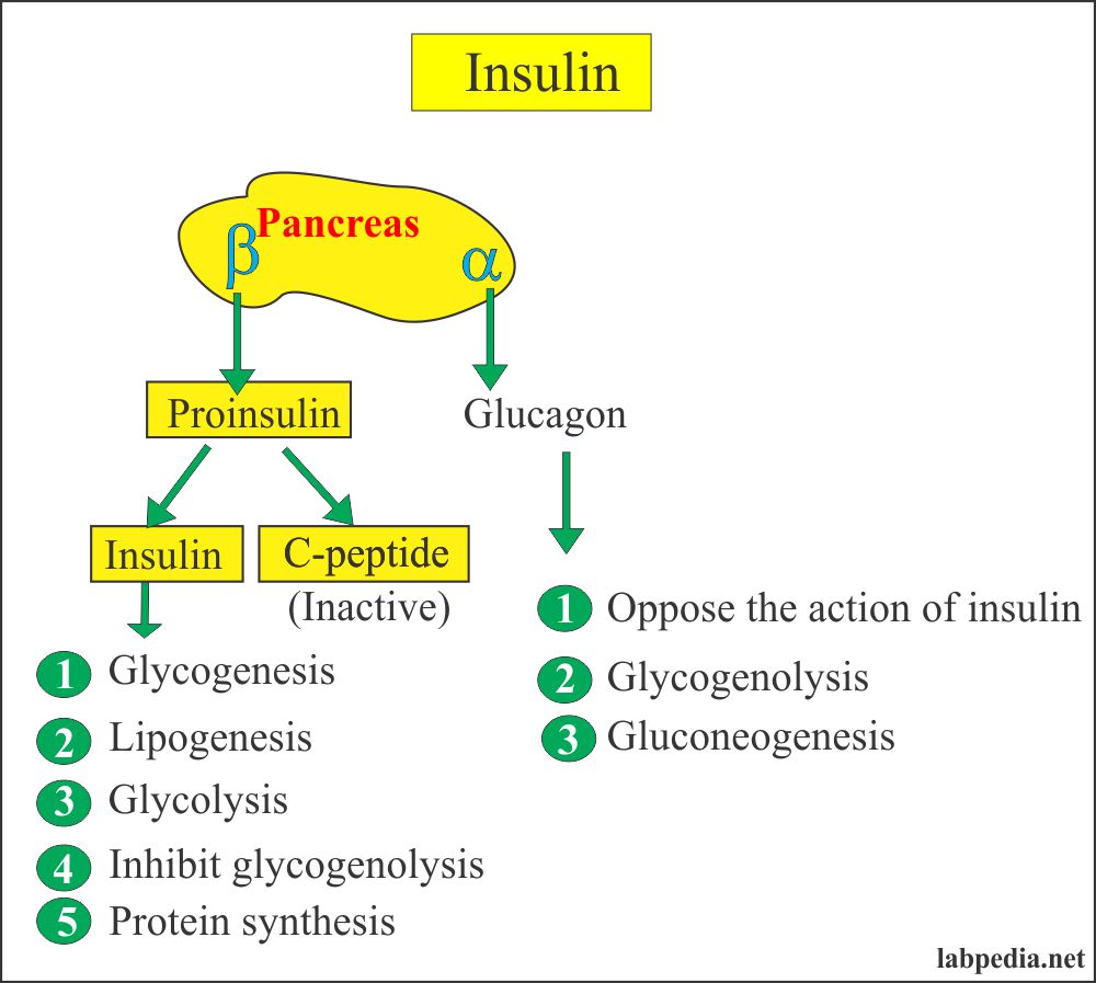 Diabetes Mellitus Part 2 Diabetes Mellitus Diagnosis and Management