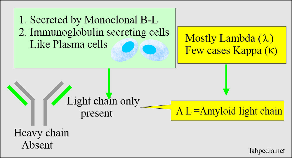 Amyloidosis: Amyloid light chain (AL) protein