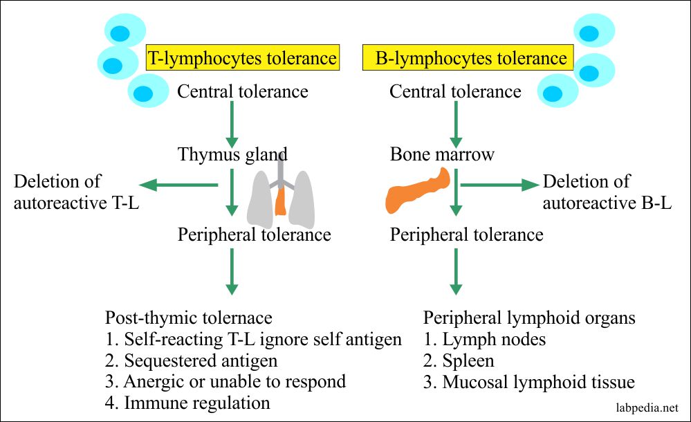 Chapter 16: Autoimmunity, Immunologic Tolerance, and Mechanism of Autoimmune  Diseases - Labpedia.net