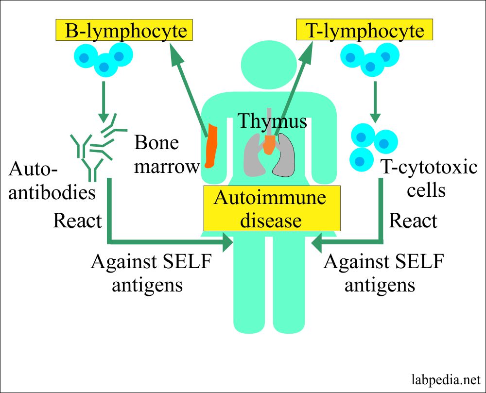 Autoimmunity mechanism