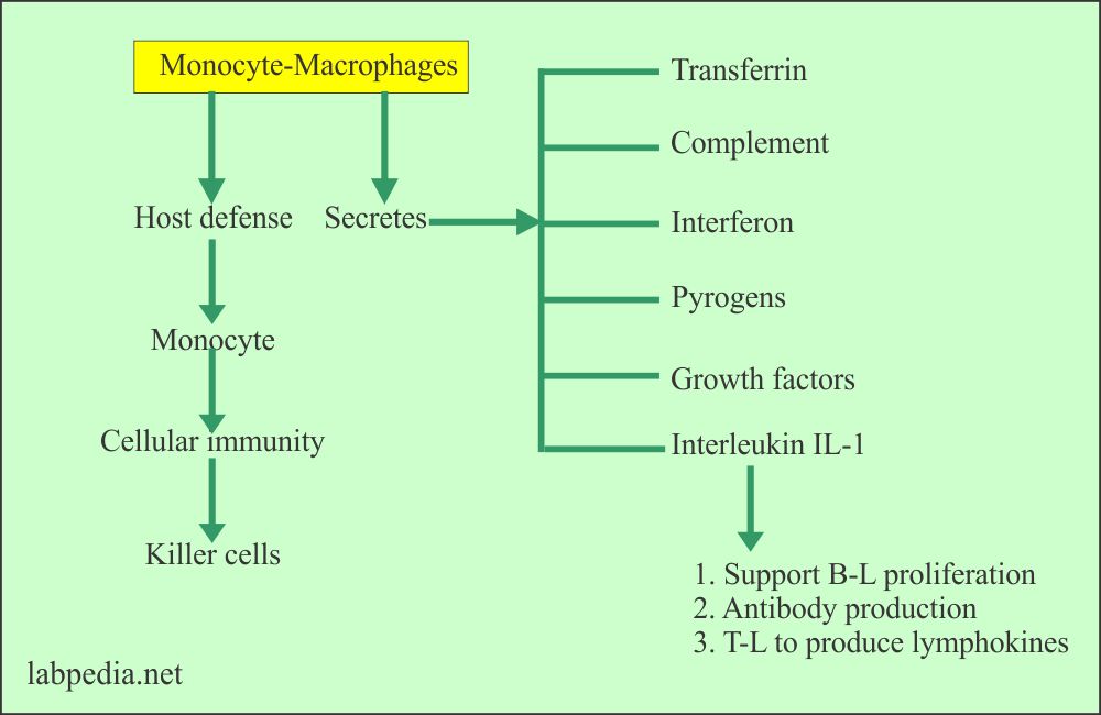 Monocyte-macrophagic cells activation