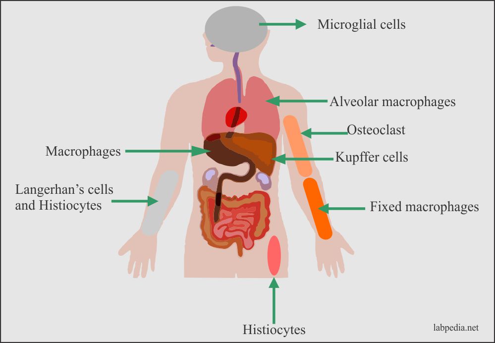Monocyte-macrophagic cells in the body