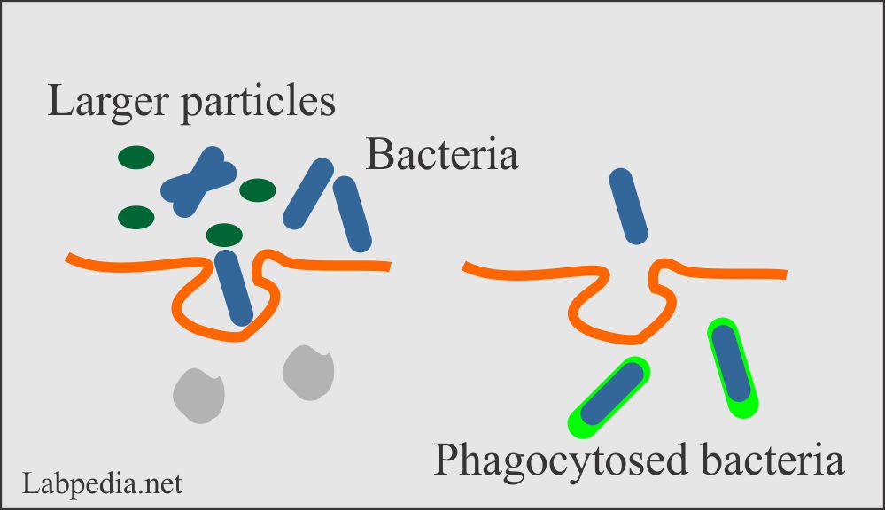 The process of phagocytosis 