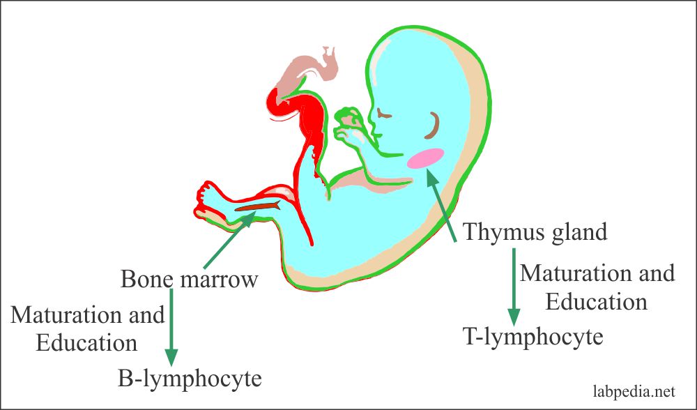 In Fetus B and T- Lymphocytes development