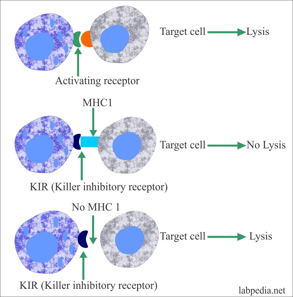 NK cell receptor KIR role
