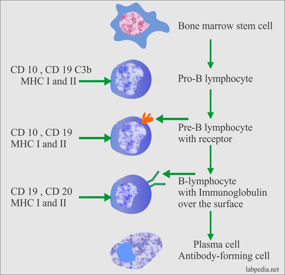 Summary of B-Lymphocyte development