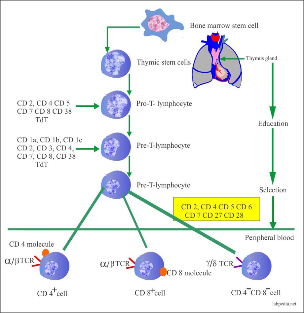 Summary of T-lymphocyte development
