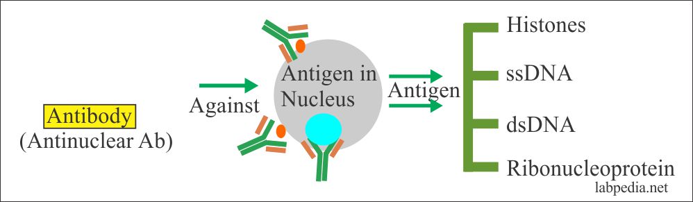 Formation of the nuclear antigen-antibodies