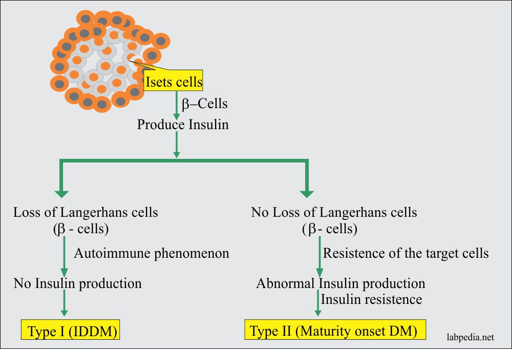 Diabetes Mellitus mechanism