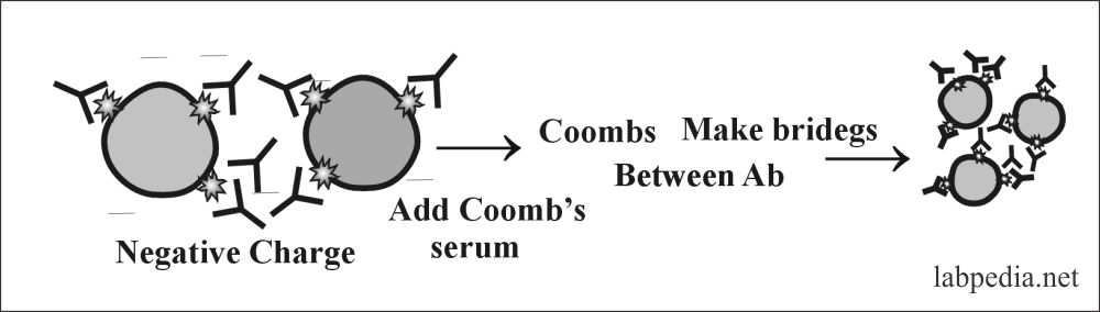 Fig 103: Coomb' Test with Coomb's Phase