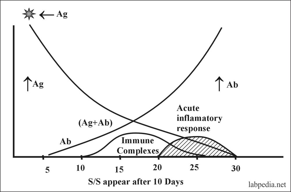 Fig 104: Three stages of the type III reaction
