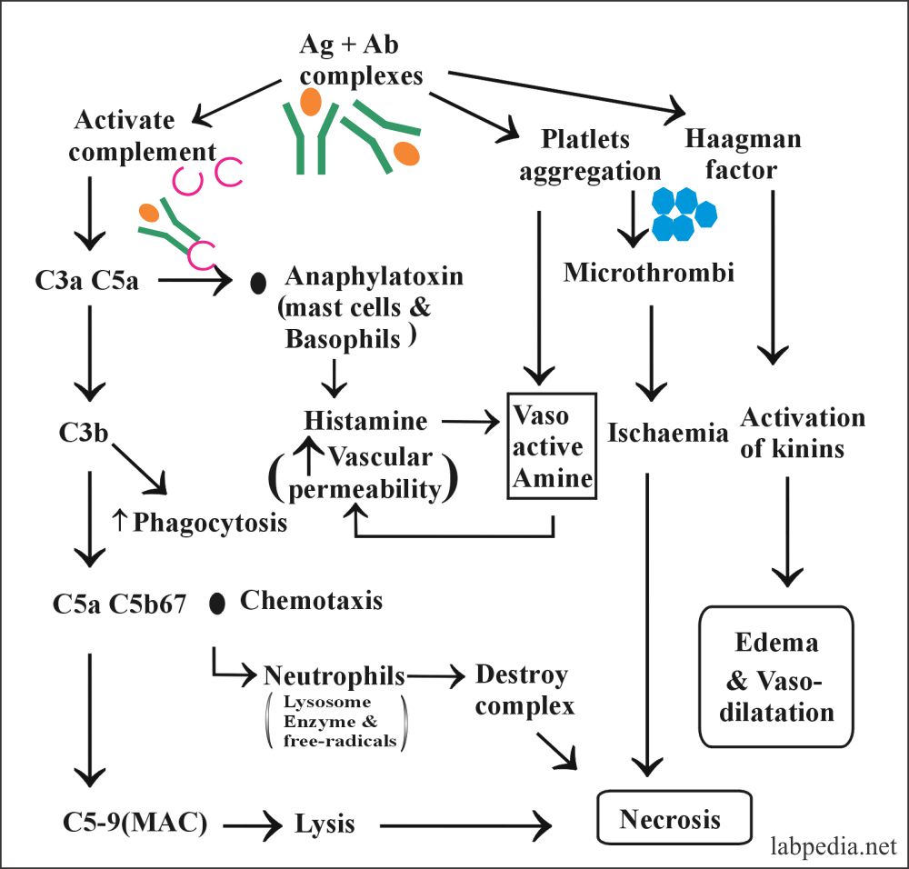Fig 105: Mechanism of Immune Complex disease