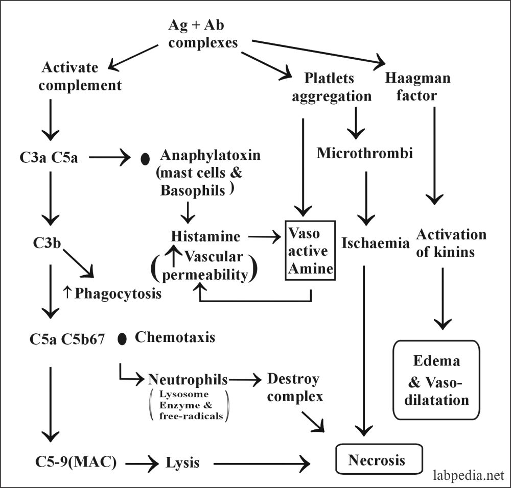 Fig 105: Mechanism of Immune Complex disease