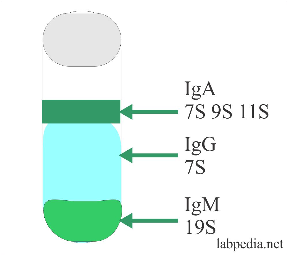 Fig 11: Separation of Immunoglobulins