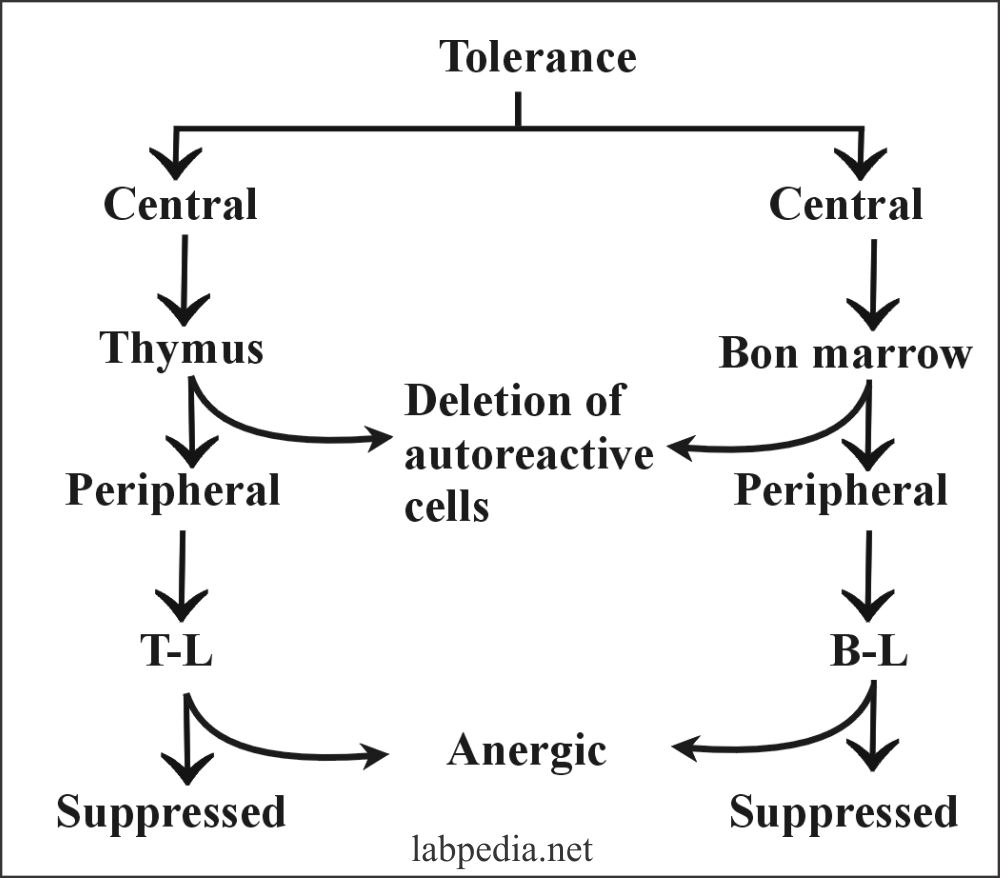 Fig 121: Immunologic Tolerance