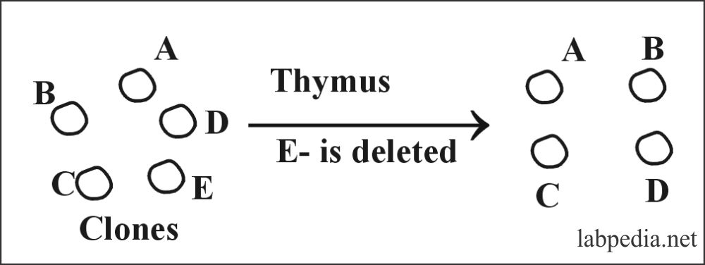 Fig 122: Deletion of the clone