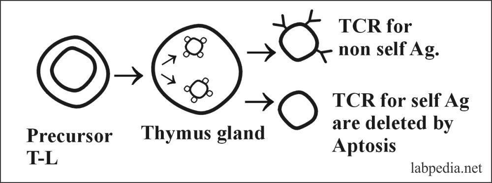 Fig 123: Deletion of self-Reacting Lymphocytes