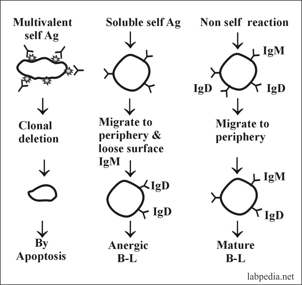 Fig 125: Immunologic Tolerance for Self-Reacting B-Lymphocytes