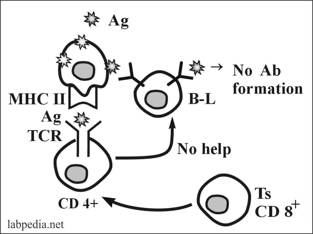 Fig 126: Ts (CD8+) suppress the B-lymphocytes