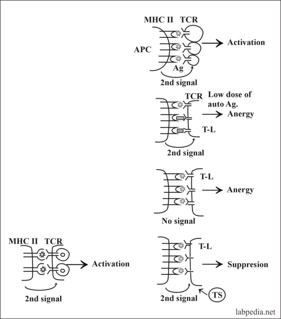 Fig 128: Peripheral Suppression of T-Lymphocytes