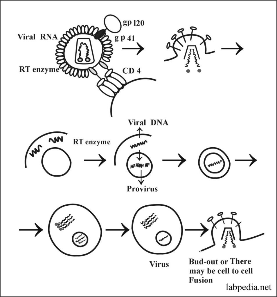 Fig 157: Life Cycle of HIV