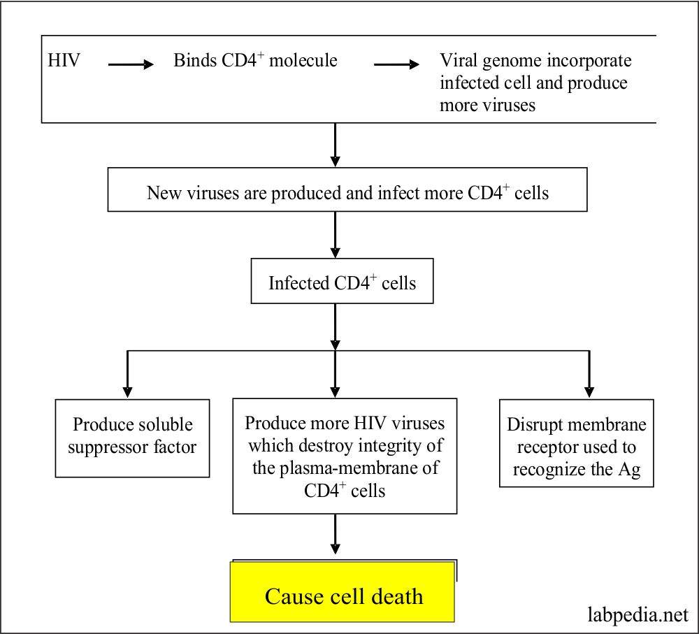 Fig 158: Mechanism of Cell death by HIV