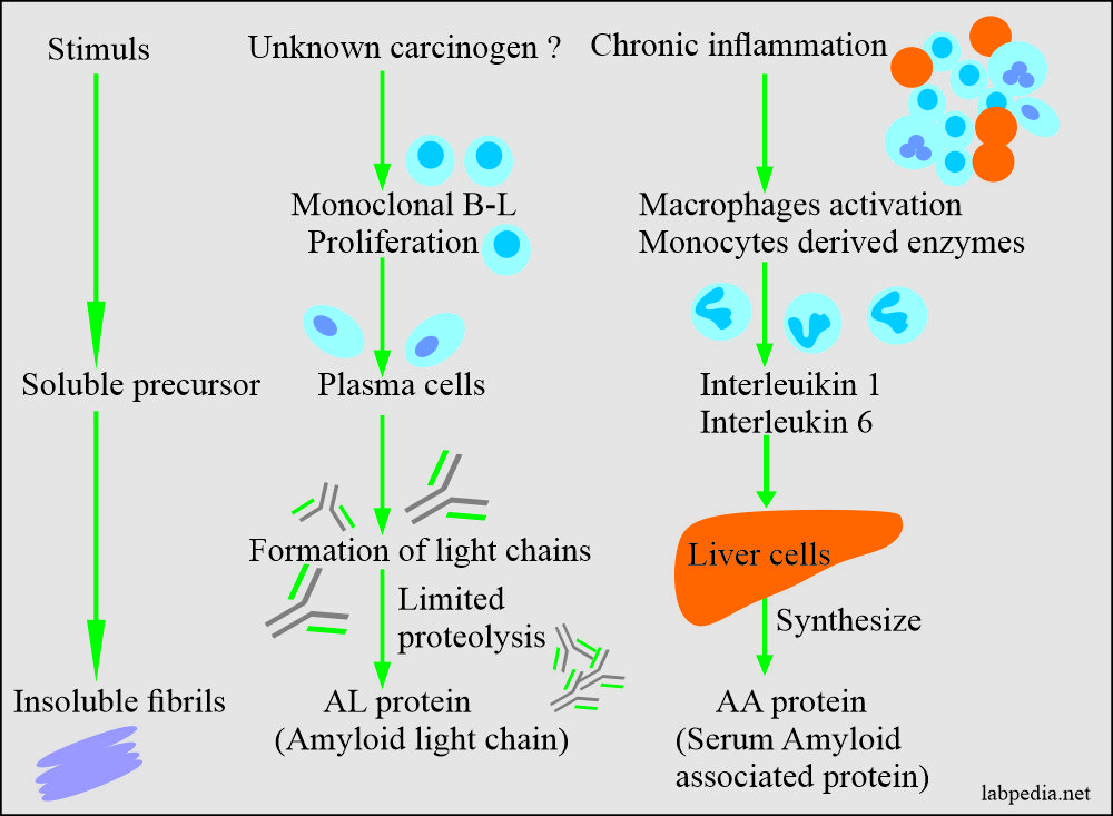 Fig 177: Pathogenesis of Amyloidosis