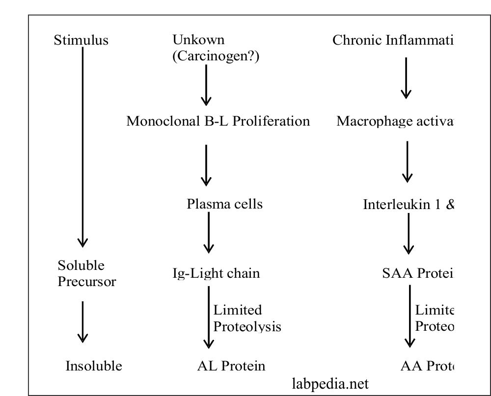Fig 177: Pathogenesis of Amyloidosis