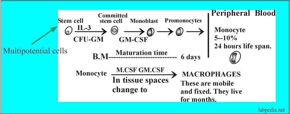 Fig 35 Development of Monocytes and macrophagic cells
