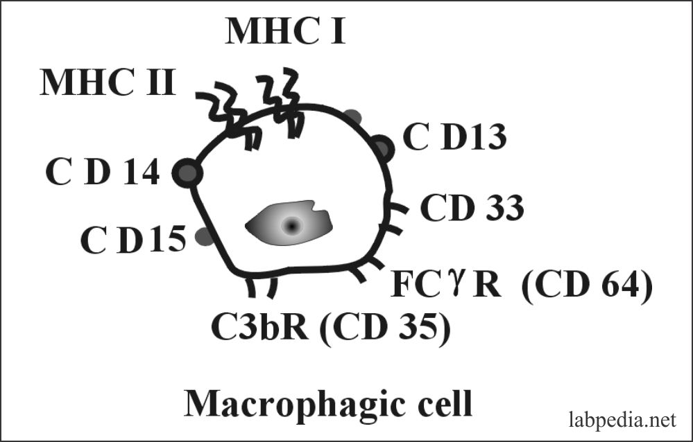 Fig 36: Macrophage cell with surface markers