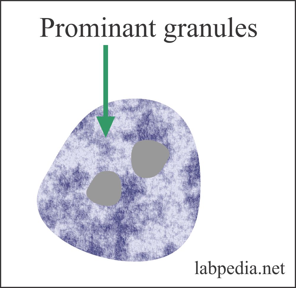 Chapter 34: Immunity to Infections, CD Molecules, and Cytokines