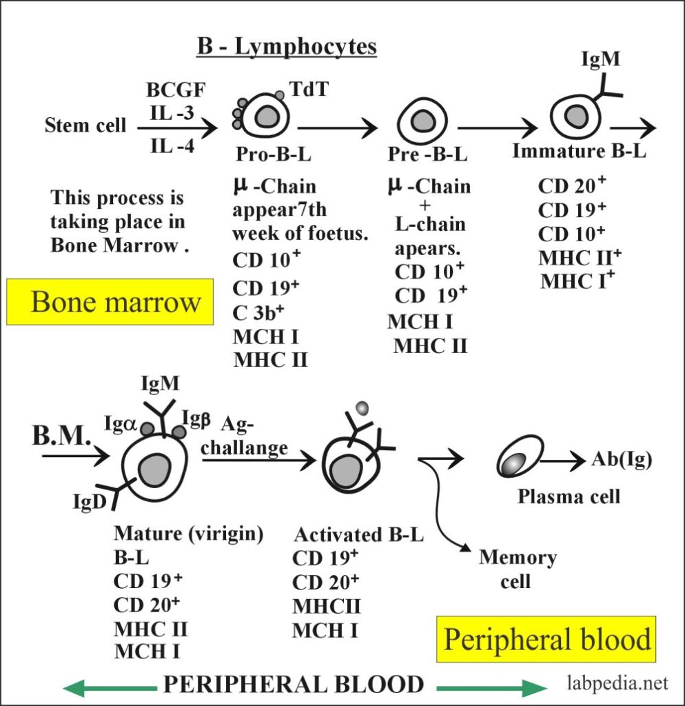 Fig 45: Development of B-Lymphocyte