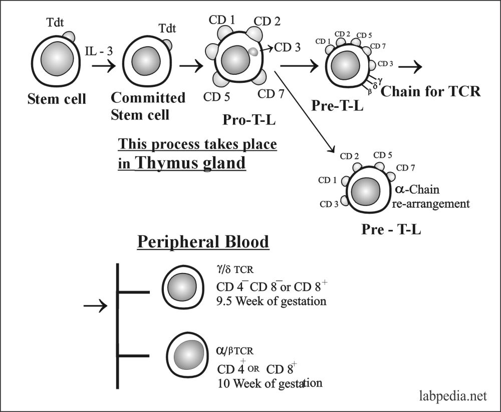 Fig 53: Development of T-Lymphocytes