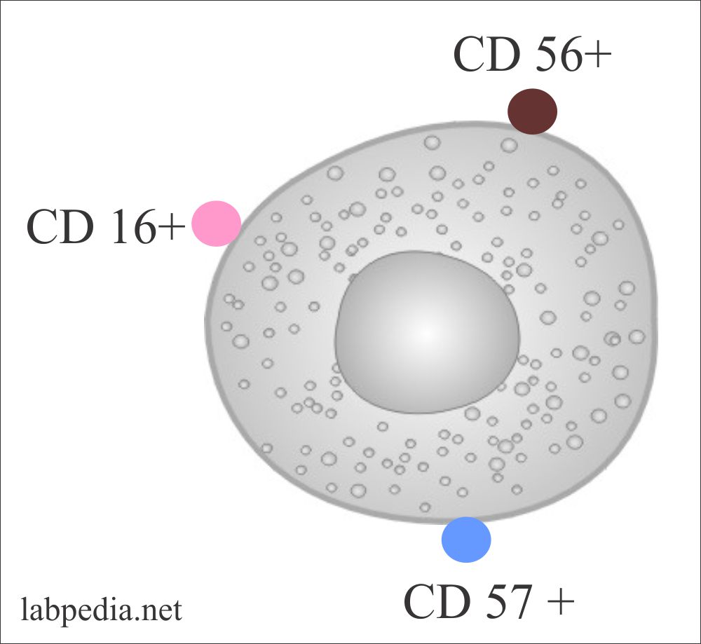 Fig 66: Structure of NK cell and markers