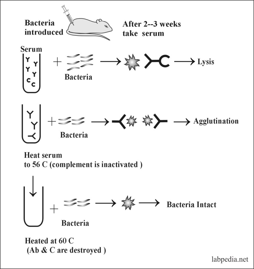 Fig 69: Role of Complement for Bacteriolysis and Agglutination