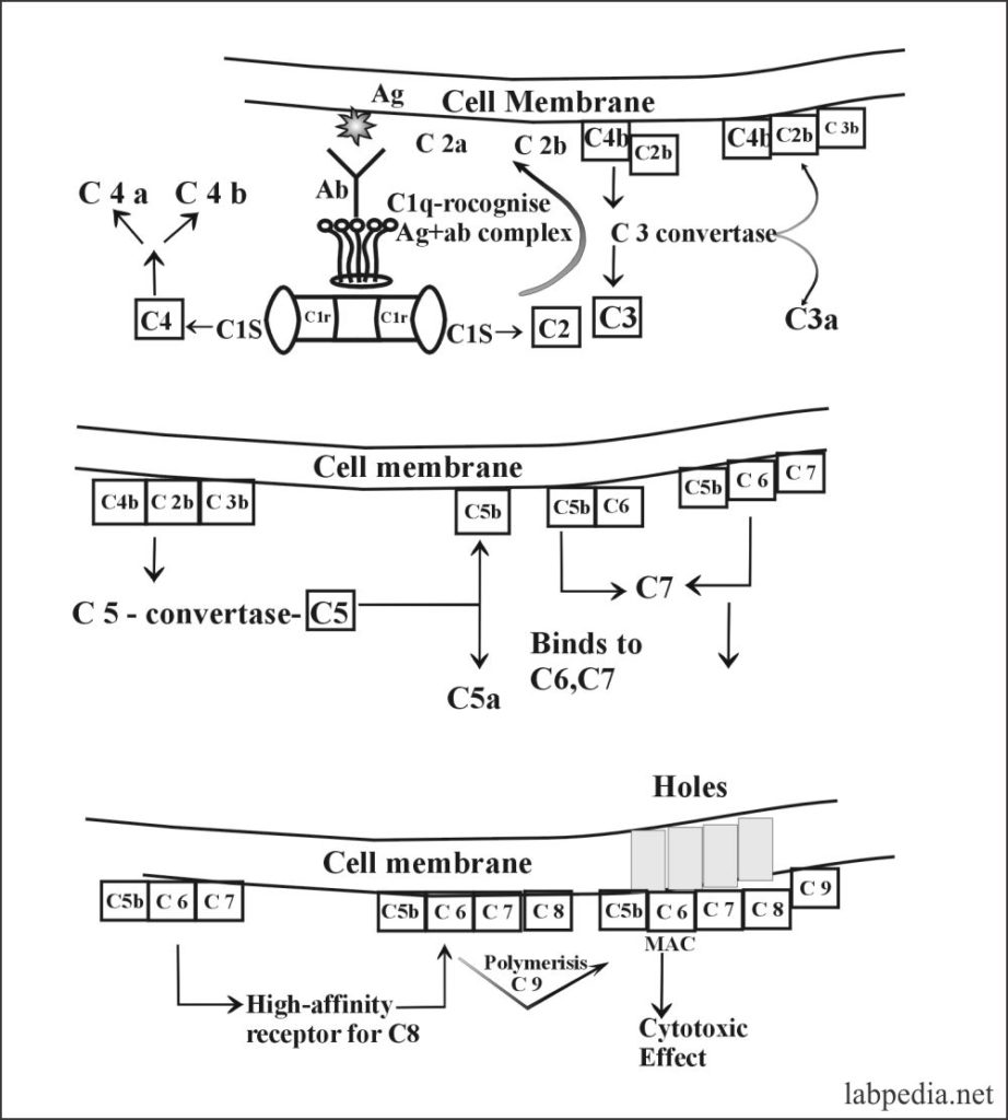 Fig 73: Classical pathway activation