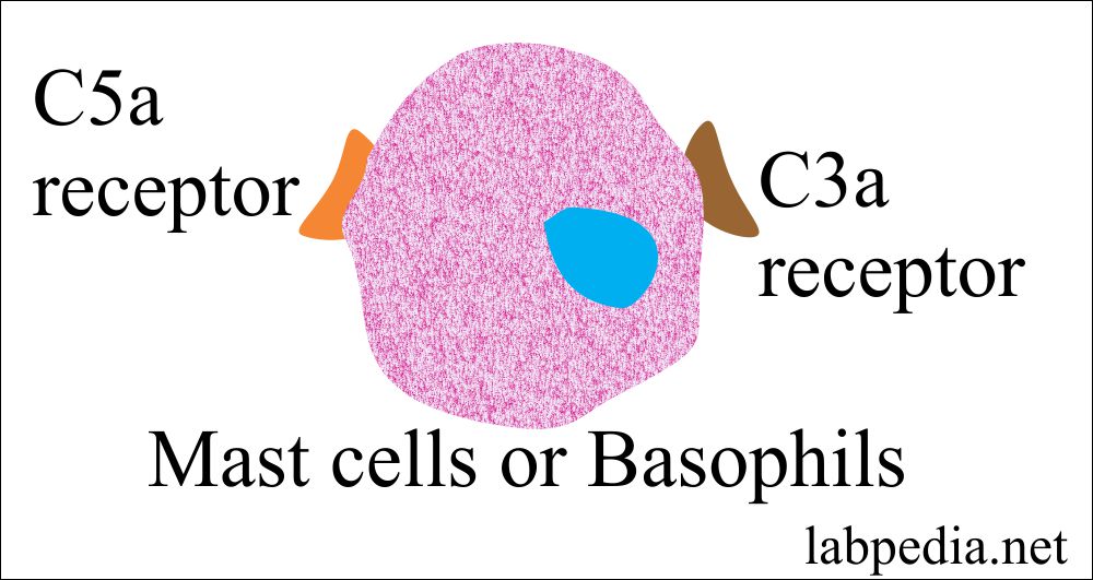 Fig 74: Mast cell and Basophil C3a and C5a receptors