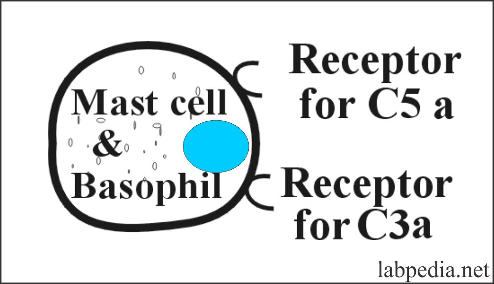 Fig 74: Mast cell and Basophil C3a and C5a receptors