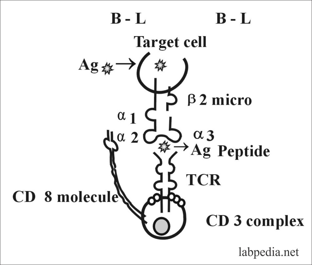 Fig 83: CD 8 molecule restriction