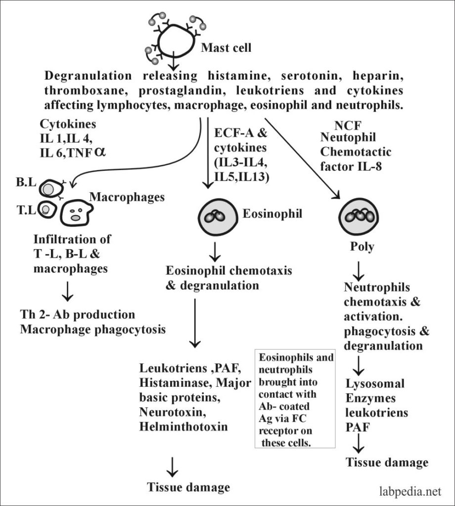 Fig 94: Tissue damage in Type 1 Hypersensitivty reaction