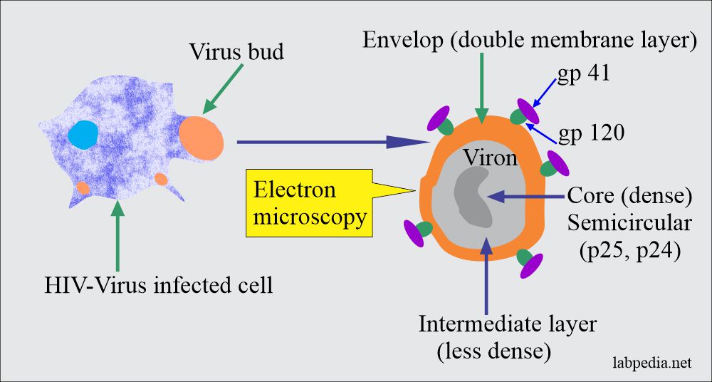 HIV structure on on electron microscopy
