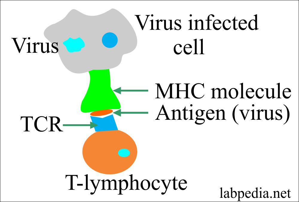 MHC I molecule role in virus infected cell