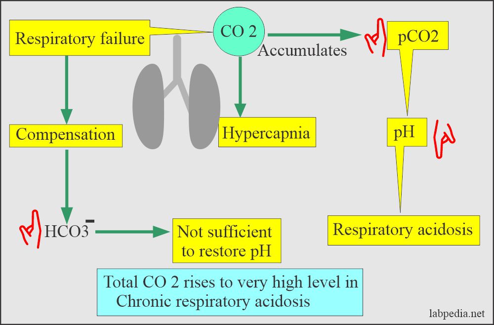 acid-base-balance-part-3-respiratory-acidosis-and-respiratory