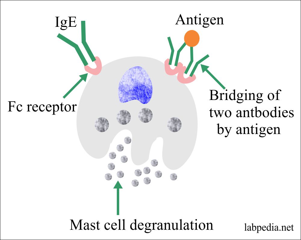 Type 1 Hypersensitivity reaction and role of mast cell mast cell