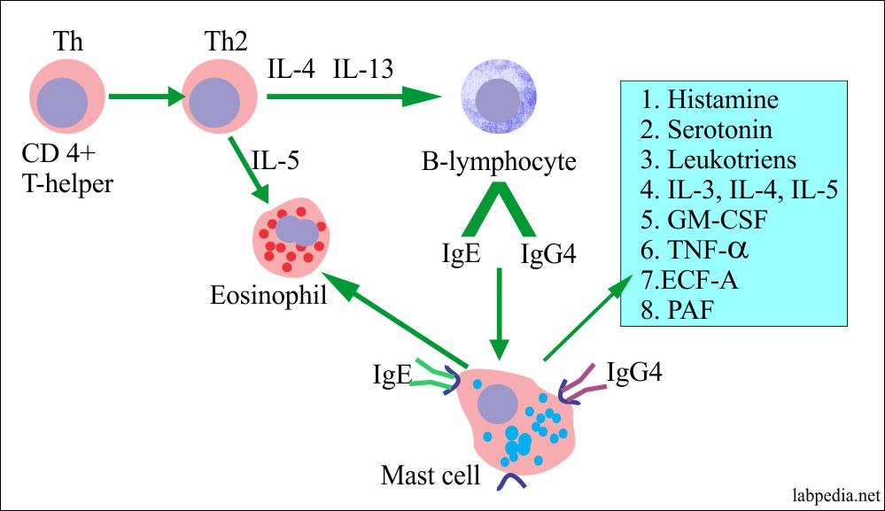 Type 1 hypersensitivity reaction and the Role of T-cells