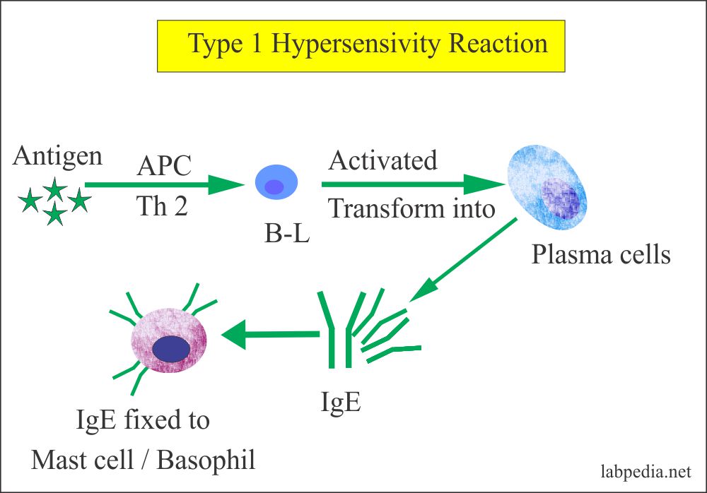 type 1 hypersensitivity reaction vs anaphylaxis