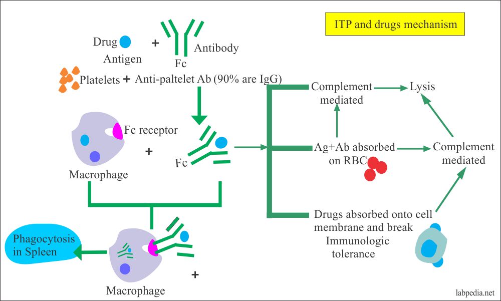 Type II Hypersensitivity reaction mechanism for destruction of platelets and drugs 